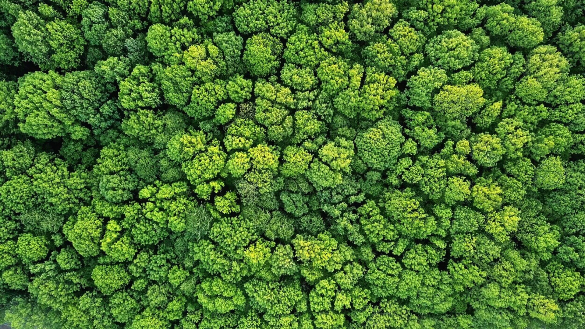 Klimaschutz durch Waelder Swiss Climate